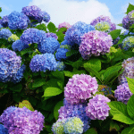 errore che rovina definitivamente la fioritura delle ortensie