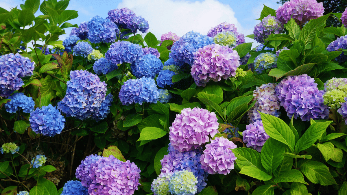 errore che rovina definitivamente la fioritura delle ortensie