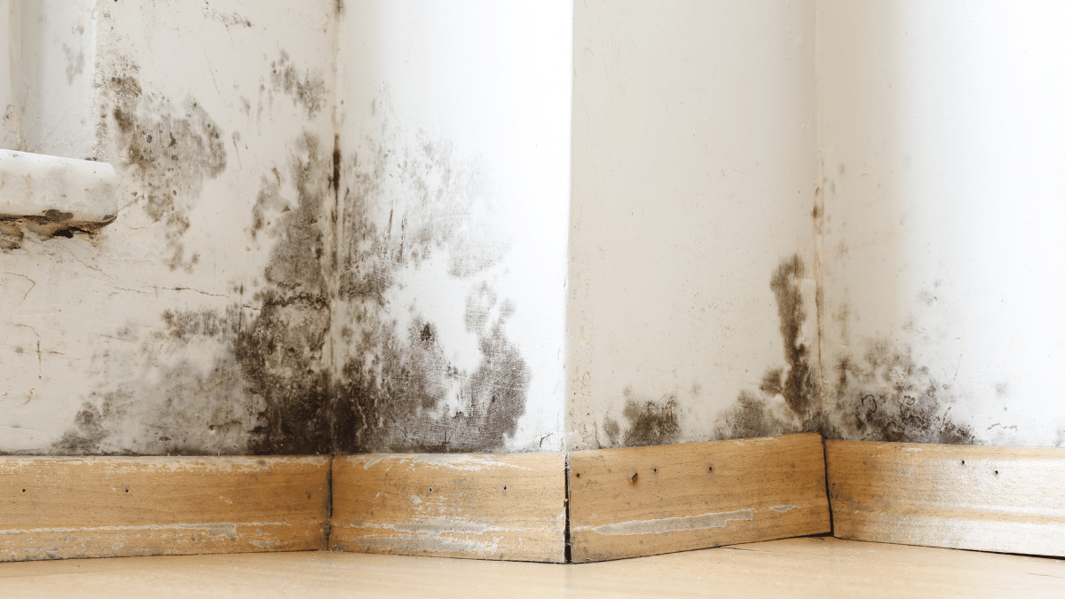 5 piante indispensabili per combattere la muffa