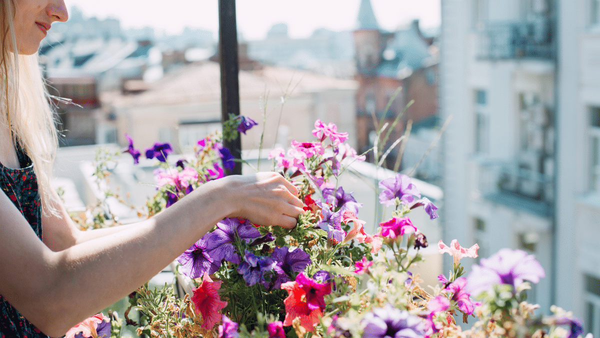 I fiori da piantare per un balcone colorato