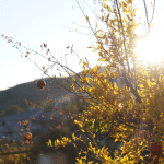 momento di potare il melograno in autunno