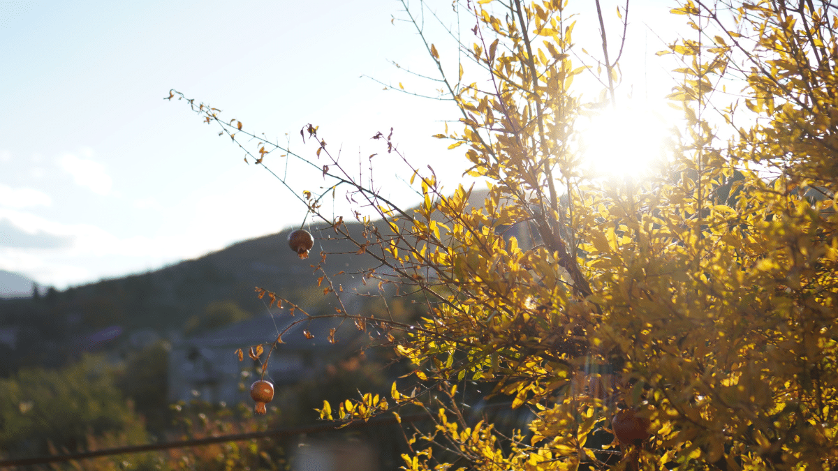momento di potare il melograno in autunno