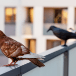 Allontanare i piccioni dal balcone: metodo rapido per allontanarli