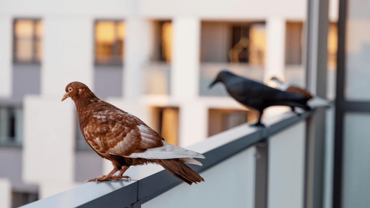 Allontanare i piccioni dal balcone: metodo rapido per allontanarli